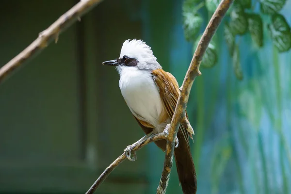 Wit Crested Lachen Lijster Wit Afgetopte Blackbird Mockingbird Komt Voor — Stockfoto