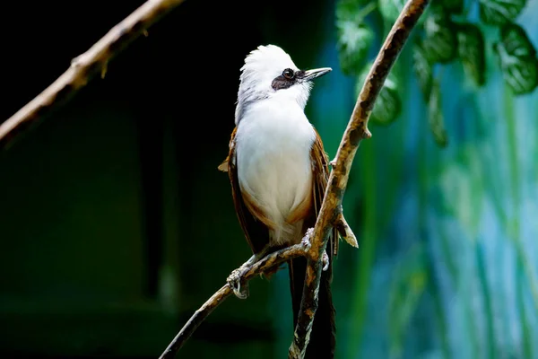 Wit Crested Lachen Lijster Wit Afgetopte Blackbird Mockingbird Komt Voor — Stockfoto