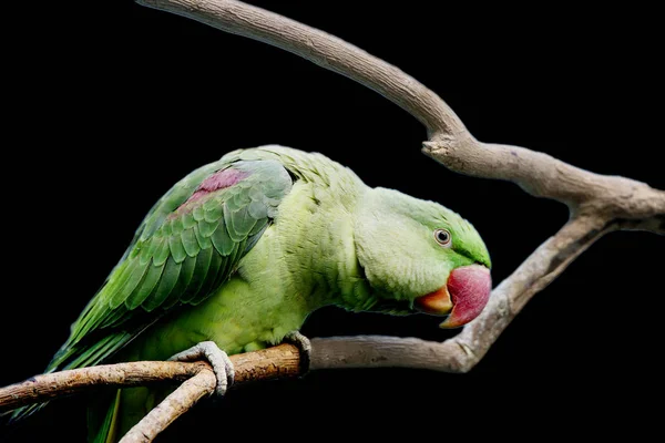 Papuga Obrączkowane Lub Duże Aleksandryjskiego Aleksandretta Większa Papuga Aleksandryjskiego Wyróżnia — Zdjęcie stockowe