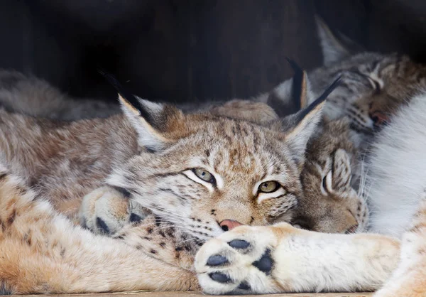 Euraziatische Lynx Euraziatische Lynx Grootste Van Alle Lynx Benen Grote — Stockfoto