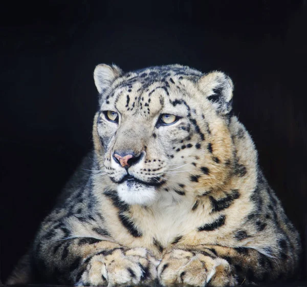 Snow Leopard Είναι Ένα Μεγάλο Επιθετικής Θηλαστικό Της Οικογένειας Γάτα — Φωτογραφία Αρχείου