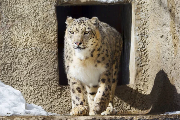 Snow Leopard Velký Dravých Savec Kočka Rodiny Žijící Horách Střední — Stock fotografie
