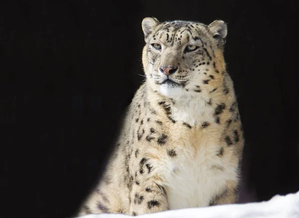Leopardo Neve Mamífero Predatório Grande Família Gato Que Vive Nas — Fotografia de Stock