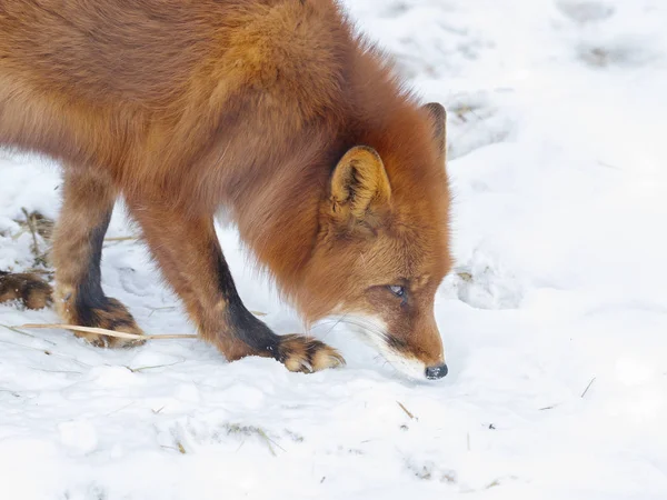 Red Fox Det Underprissättning Däggdjur Familjen Hund Externt Räven Ett — Stockfoto