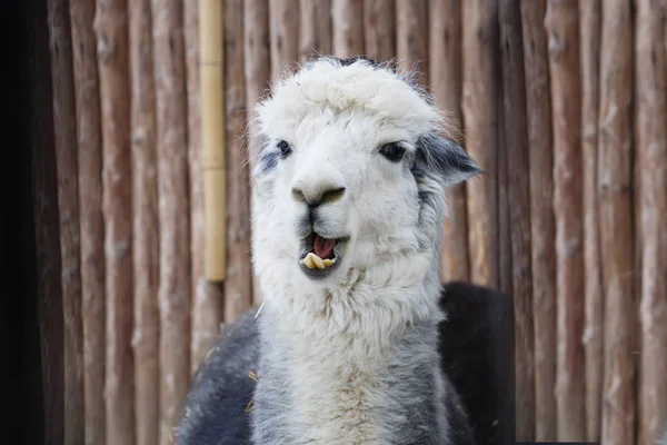 Alpaca. Alpaca is a domestic hoofed animal from the family of camels. Bred in the Alpine zone of South America (Andes).