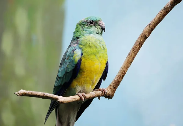 Singing parrot. Red-rumped parrot. Got the name for the beautiful melodious voice similar to trills of forest birds. Truth this ability to possess only, males. The male\'s abdomen is yellow, and the back, head, chest and tail coverts are bright green.