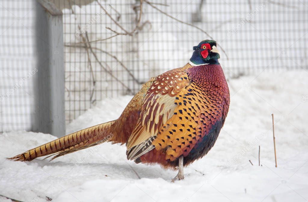 The common pheasant. Pheasants are considered to be one of the most beautiful birds in nature. They are distributed virtually throughout Eurasia. This bird is amazing in its beauty and brightness of plumage.