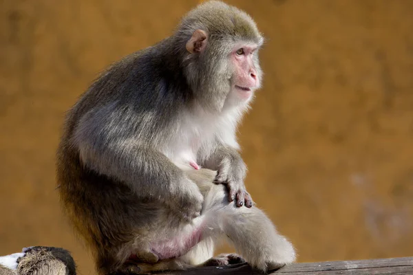 Macaco Japonés Macaco Japonés Vive Las Regiones Más Septentrionales Japón — Foto de Stock