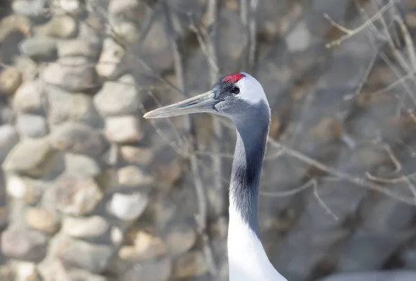 Japanese crane. Red-crowned crane. The Japanese crane is a sacred bird in Japan and China. Japanese crane is one of the largest, its height is about 158 cm, and weight 7.5 kg.Most of the feathers, including wing coverts bright white. At the top and f