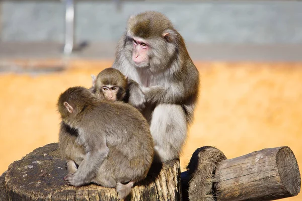 Macaco Japonés Macaco Japonés Vive Las Regiones Más Septentrionales Japón — Foto de Stock