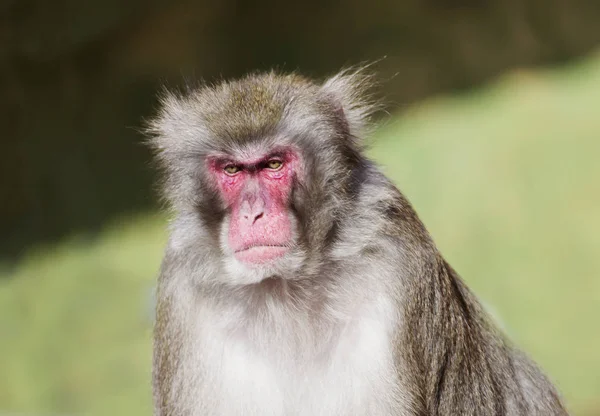 Macaco Japonés Macaco Japonés Vive Las Regiones Más Septentrionales Japón —  Fotos de Stock