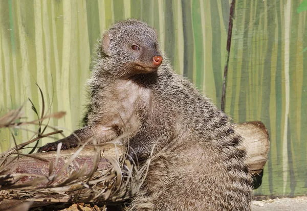 Musang Mongoose Adalah Mamalia Dari Kelompok Predator Pet Ukuran Kecil — Stok Foto