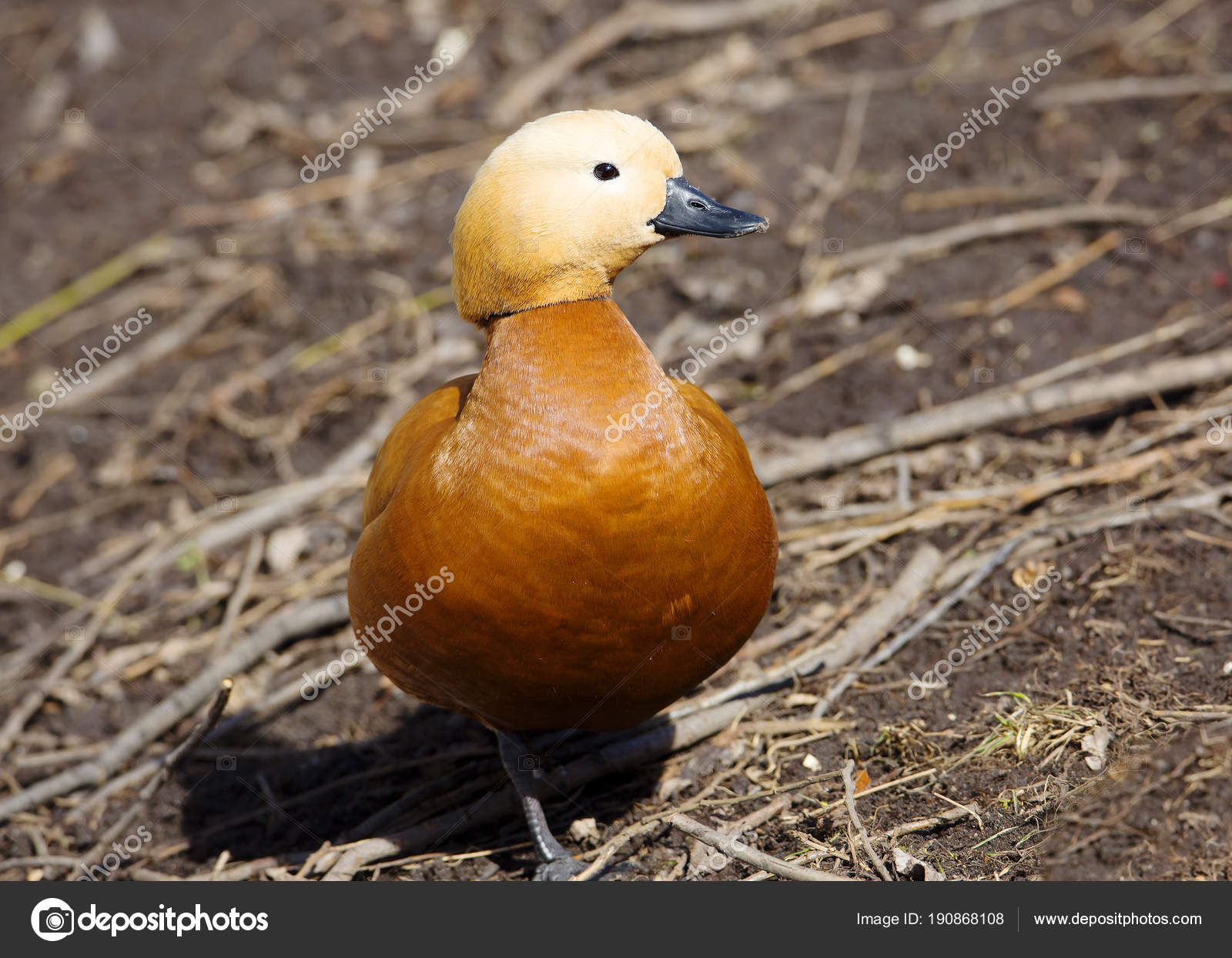 Canard Rouge Est Gibier Eau Famille Canard Oiseau Plumage