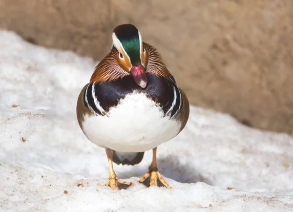 Mandarin duck. This is one of the most beautiful birds of our planet.. Of course, we are talking about spleen. Duck is also elegant and graceful, but painted modestly. The habitat of the Mandarin ducks is in East Asia.