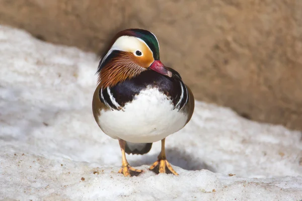 Canard Mandarin Est Des Beaux Oiseaux Notre Planète Bien Sûr — Photo