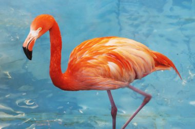 Pembe flamingo. İnanılmaz güzel tüyleri ve Royal duruş haklı olarak koyar flamingolar ilk saflarında kuşlar arasında yakışıklı. Kırmızı flamingolar sahil ve Adaları Karayip Denizi, Galapagos Adaları yeridir bir