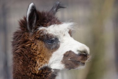 Alpaka. Alpaka deve aileden aile içi artiodactyl bir hayvandır. Güney Amerika (Andes dağ bölgesinde yetiştirilen).