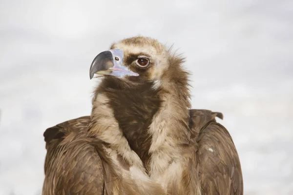Avvoltoio Nero Avvoltoio Nero Avvoltoio Bruno Uccello Della Famiglia Dei — Foto Stock