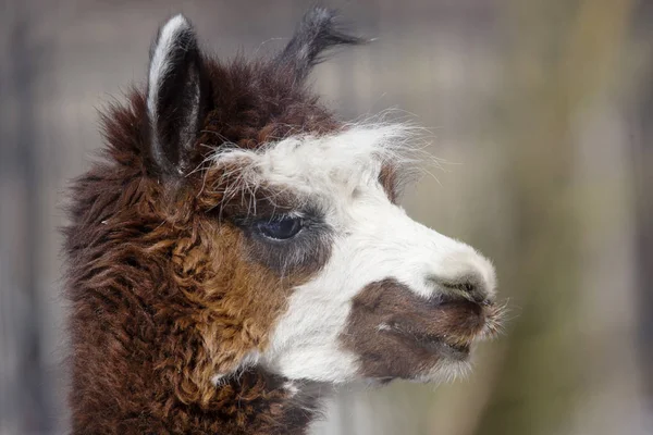 Alpaca. Alpaca is a domestic artiodactyl animal from the family of camels. Bred in the Alpine zone of South America (Andes).