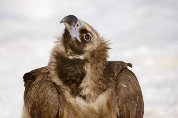 Schwarzgeier Schwarzgeier Oder Braungeier Ist Ein Vogel Aus Der Familie — Stockfoto