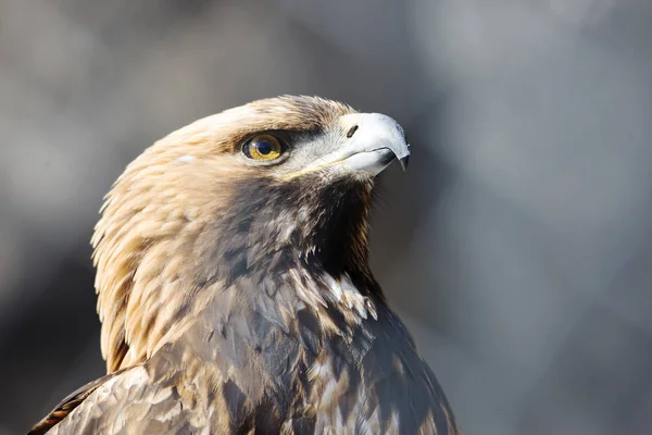 Golden eagle. Golden eagle is one of the most famous birds of prey of the hawk family, the largest eagle. Long since eagles were a symbol of courage and nobility.