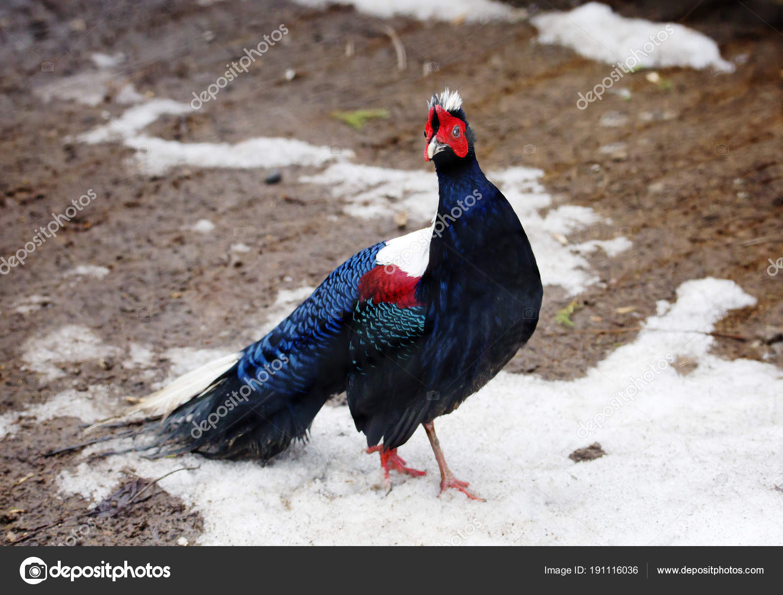 Cékoilabébête ? - Page 26 Depositphotos_191116036-stock-photo-edwards-pheasant-edwards-pheasant-plumage