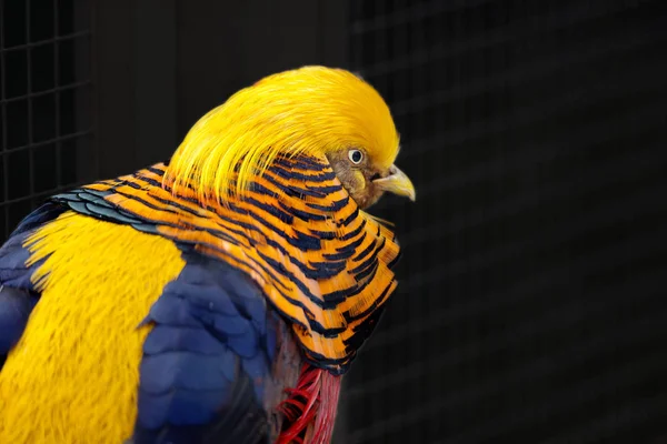 Golden Pheasant One Brightest Representatives Pheasant Family Birthplace Beautiful Bird — Stock Photo, Image