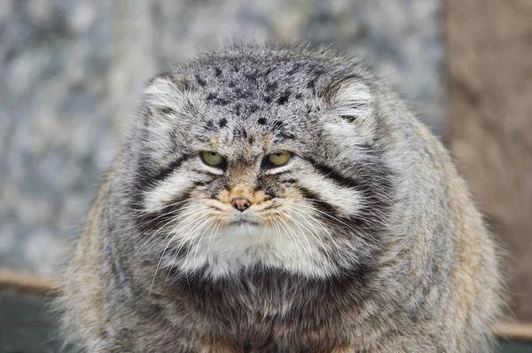 Manul, or Pallas cat, or wild cat. It is a wild cat living in Central and Central Asia.