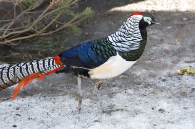 Elmas sülün. Elmas sülün, ya da Bayan Amherst sülün. Bu sülün sonra karısı, Hindistan, Kontes Sarah Amherst Governor General adlandırılmıştır. Çin yerel habitat elmas sülün olduğunu.