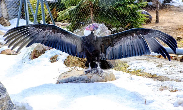 Condor Andino Condor Andino Grande Abutre Com Uma Plumagem Preta — Fotografia de Stock