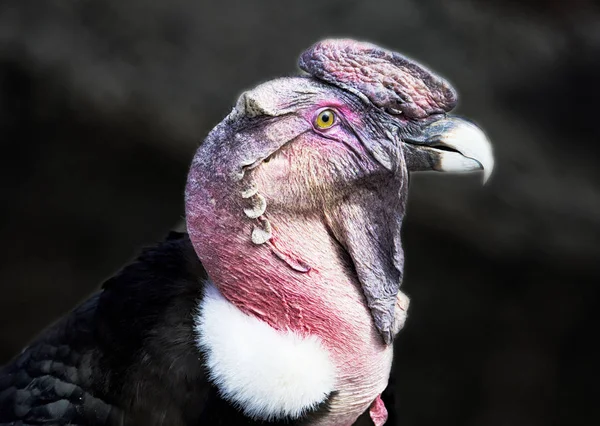 Condor Andino Condor Andino Grande Abutre Com Uma Plumagem Preta — Fotografia de Stock