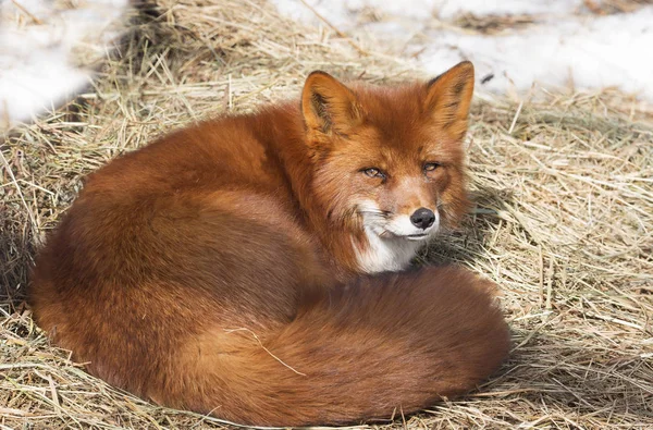 Zorro Rojo Zorro Mamífero Carnívoro Familia Los Perros Externamente Zorro — Foto de Stock