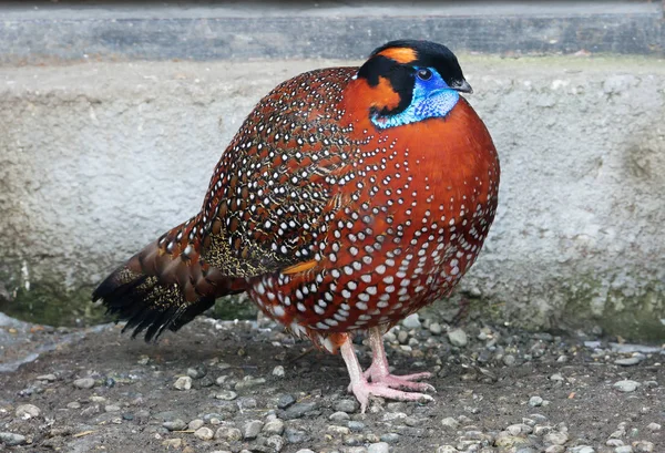 Pheasant Tragopan Satyr. Tragopan Satyr lives in the Central and Eastern parts of the Himalayas, in India, Tibet, Bhutan and Nepal. Black head, red body with white speckles. Spots on the sides of the tuft, neck, upper back and upper chest shoulders