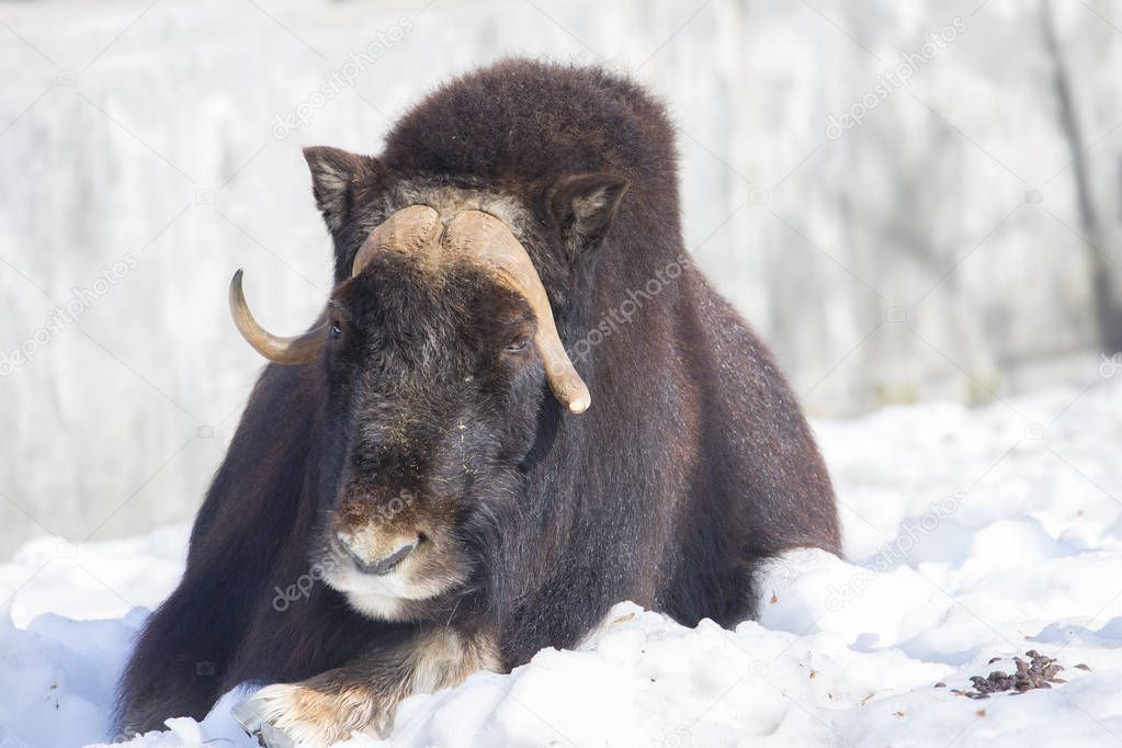 Musk ox. The herd of sheep does not run away from predators, and forms a protective circle, inside which are calves. When attacked by a predator this ring is not broken, only the nearest attacker throws the musk ox horns.