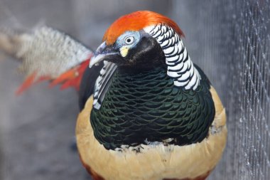 Elmas sülün. Elmas sülün, olarak da bilinen Bayan Amherst sülün. Bu sülün sonra karısı, Hindistan, Kontes Sarah Amherst Governor General adlandırılmıştır. Çin yerel habitat elmas sülün olduğunu.