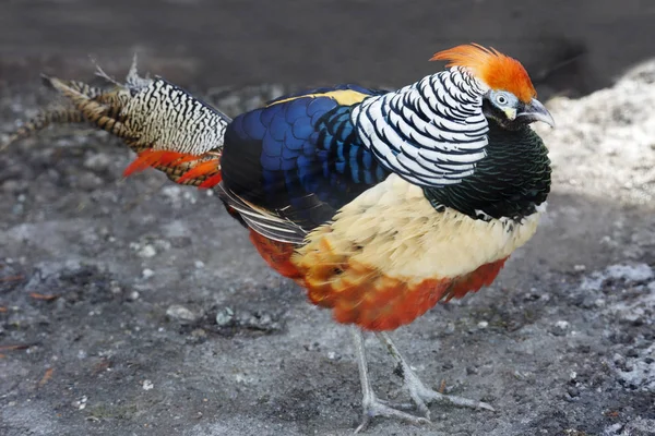 Фазан Diamond Алмаз Фазан Також Відомий Дама Amherst Pheasant Цей — стокове фото