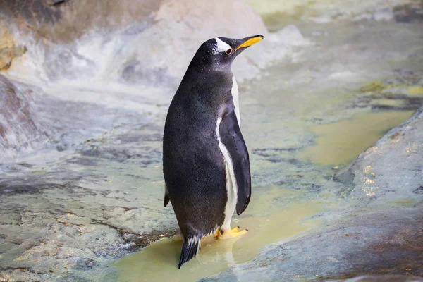 Gentoo Penguin Gentoo Penguin Tillhör Största Företrädarna För Pingviner Kommer — Stockfoto