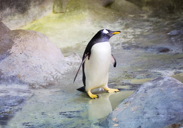 巴布亚企鹅 巴布亚企鹅属于企鹅的最大代表 你将会是眼睛附近的一根白色的羽毛 他们是在水下游泳的记录持有人 时速可达36公里 潜到深度200米 — 图库照片