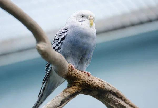 Hullámos Papagáj Hullámos Papagájok Világos Vidám Intelligens Képes Hoz Felvidul — Stock Fotó