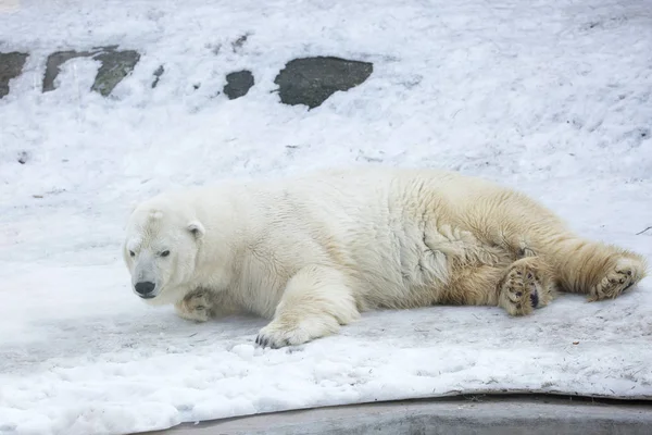 北极熊 北极熊是北极的典型居民 北极熊是所有捕食群体中最大的代表 — 图库照片
