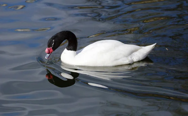 Cygne Cou Noir Espèce Cygne Cou Noir Vit Amérique Sud — Photo