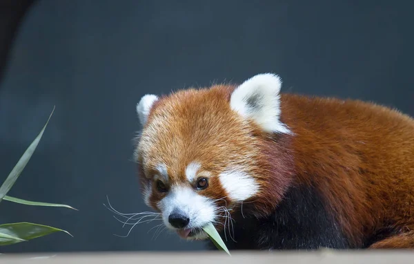 Panda Pequeño Panda Rojo Poco Más Grande Que Gato Patrón —  Fotos de Stock