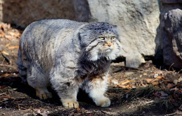 Manul, or Pallas cat, or wild cat. It is a wild cat living in Central and Central Asia.