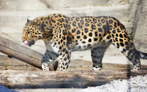 Amoerpanter Het Een Roofzuchtige Zoogdier Uit Familie Van Kat Een — Stockfoto