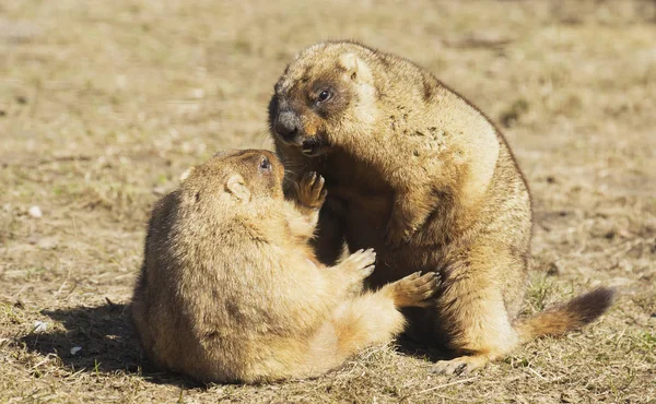Bobak Marmot Pasangan Hewan Pengerat Ini Menghuni Stepa Eurasia Bobak — Stok Foto