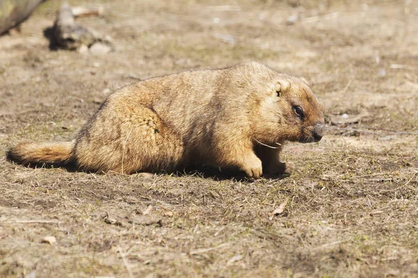 Bobak Marmot Este Roedor Que Habita Estepes Eurásia Bobak Dos — Fotografia de Stock