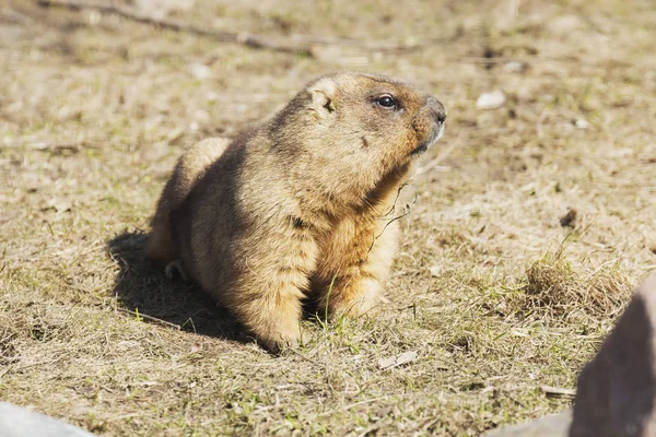 Bobak Marmot Este Roedor Que Habita Estepes Eurásia Bobak Dos — Fotografia de Stock