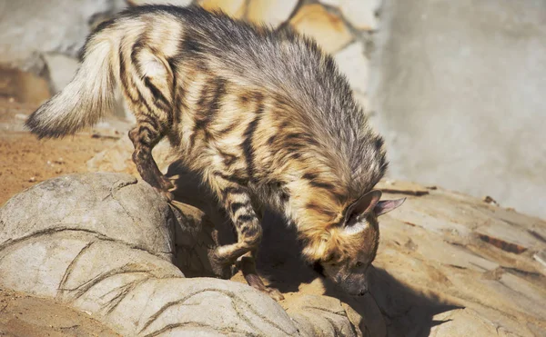 Striped hyena. Body color varies from light yellow to brown and gray with transverse dark stripes on the trunk. On the back there is a mane of coarse stiff hair.