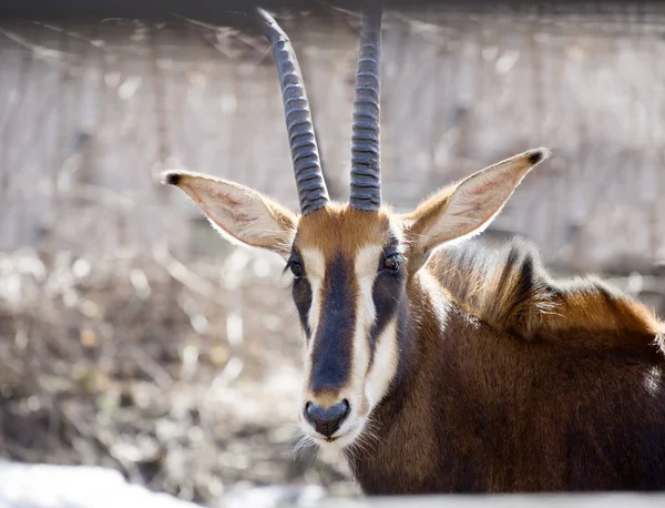 Antilope Zibellino Grande Sottile Squisita Colorazione Bianco Nero Uno Dei — Foto Stock
