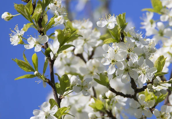 Jest Wiosna Drzewo Kwiat Wiśni Kwiat Wiśni Jest Nie Tylko — Zdjęcie stockowe